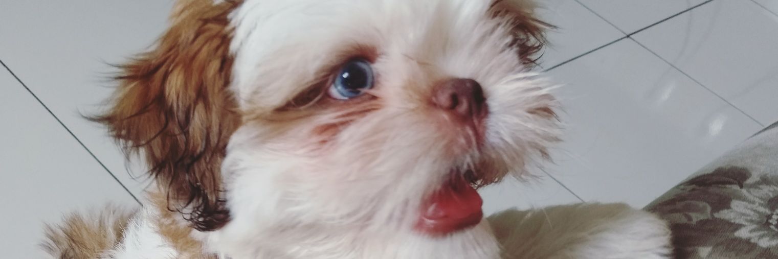 _Caroolaguiar's profile banner image
