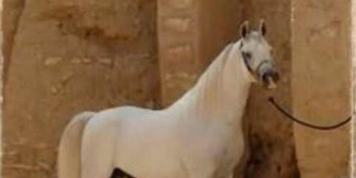 ahmed_brek's profile banner image