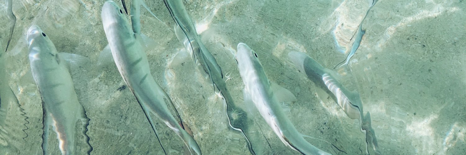 sydneyelbell's profile banner image
