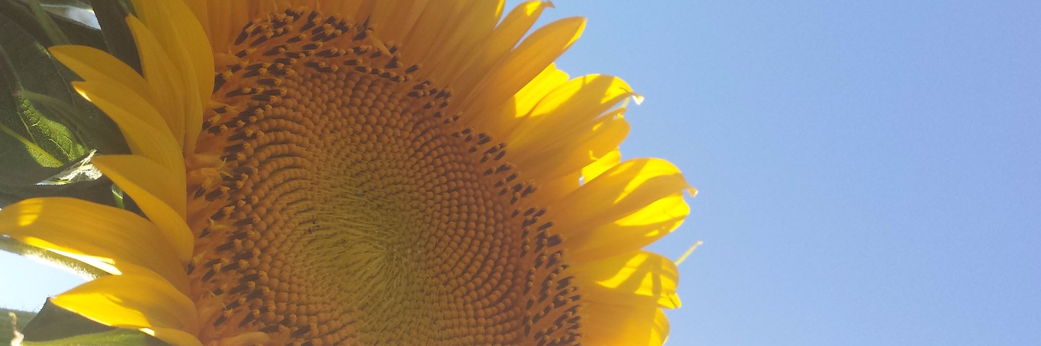 Jennifer Scott banner