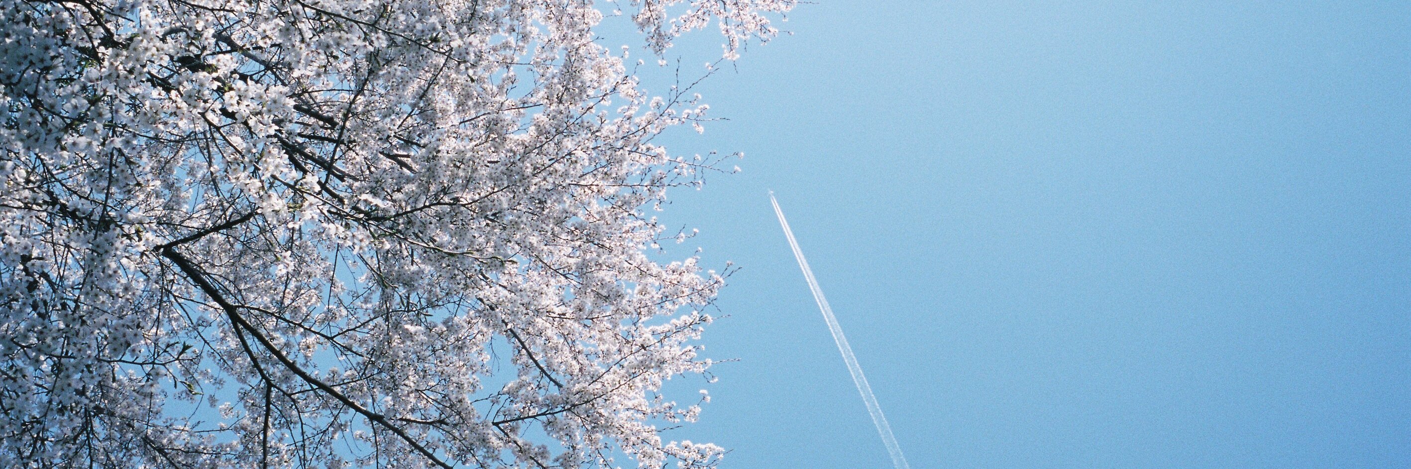 negibow's profile banner image