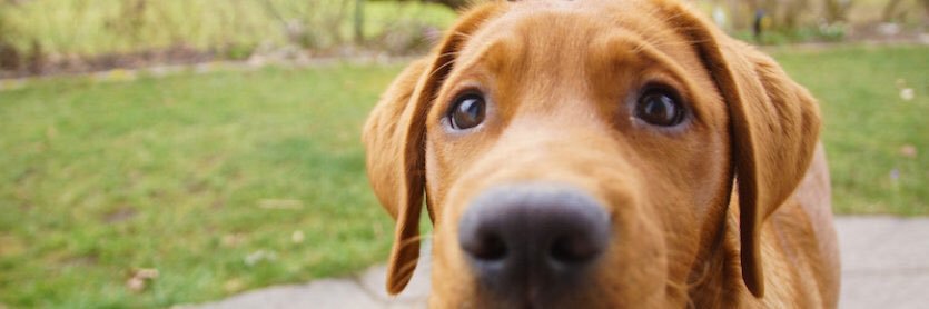 ChicagoCanineRescue banner