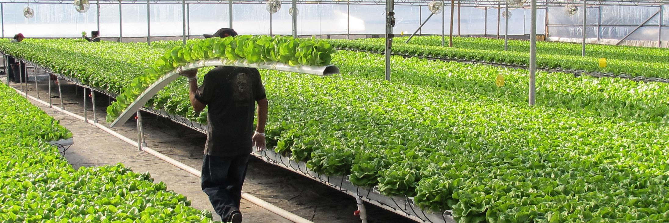 American Hydroponics banner