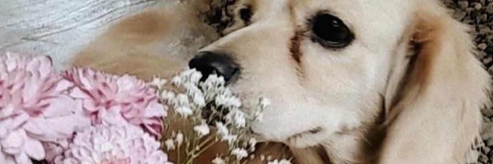 Maria_McCartney's profile banner image