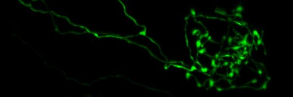 xenofrog Profile Banner