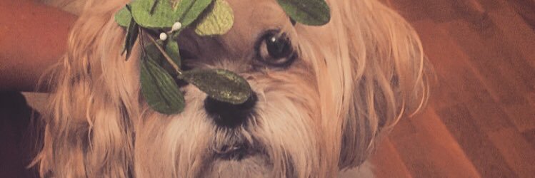 _HanCatherine's profile banner image