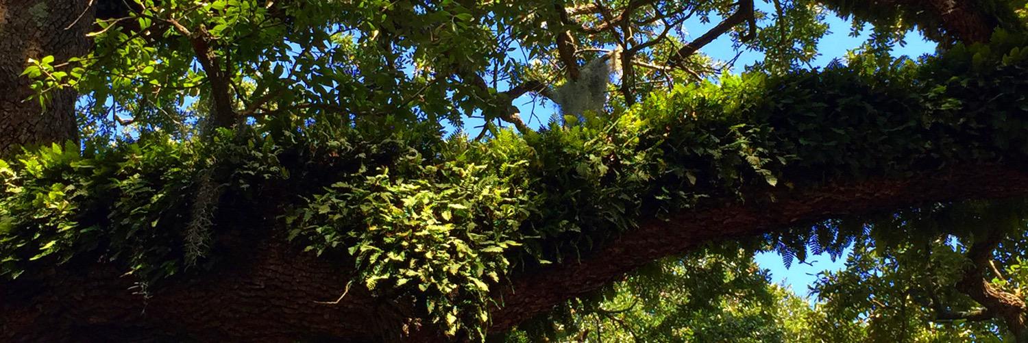 saladbarlady's profile banner image