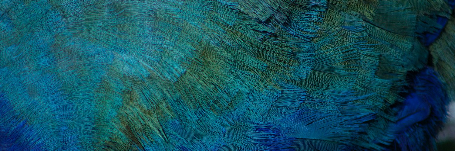 rachelcerelia's profile banner image