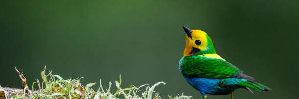 Juan Sebastian 10 ⭐️ banner