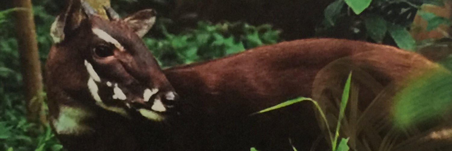 vilkeo's profile banner image