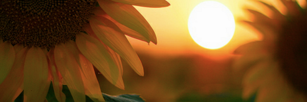 hannahhamelia Profile Banner