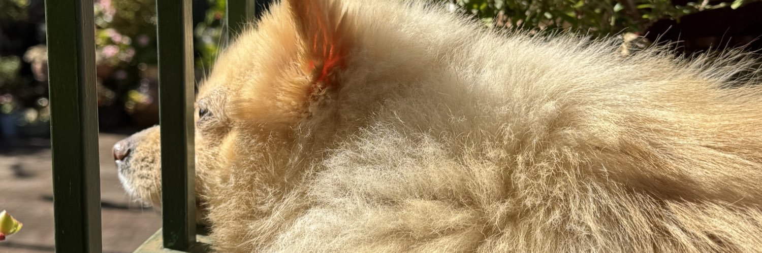michhellebui's profile banner image
