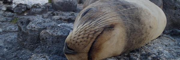 selectlatin Profile Banner