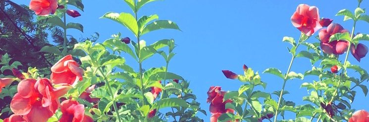 honktowncentral's profile banner image