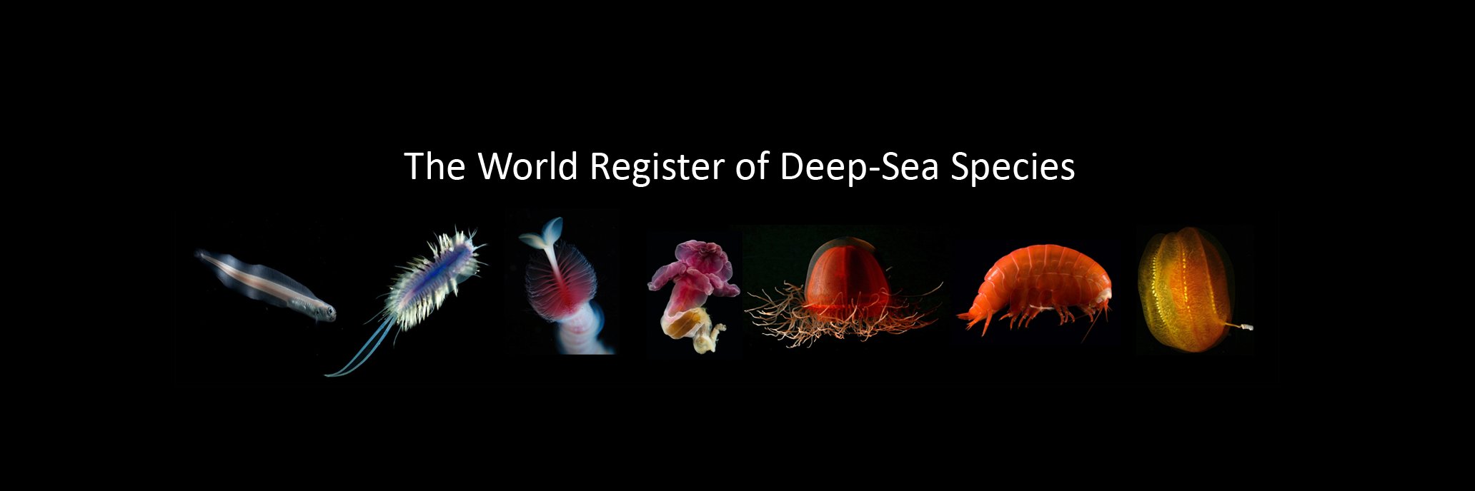 DeepSeaSpp's profile banner image
