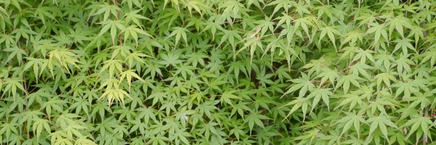 shjTurtle's profile banner image