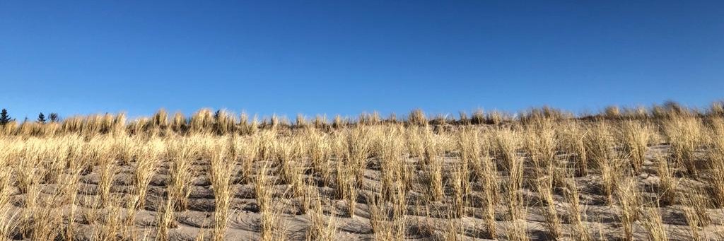 bov bjerg 🌻 banner