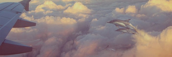 Dolfin0078's profile banner image