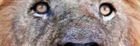 Perifection's profile banner image