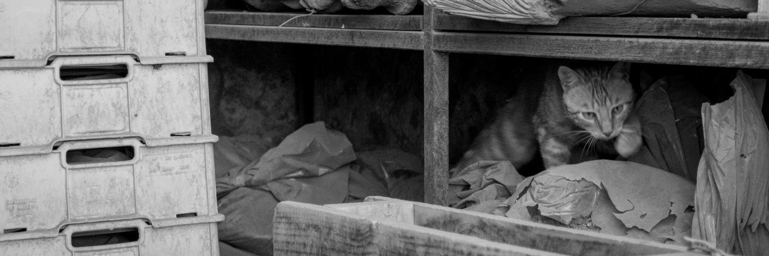 katznhund's profile banner image