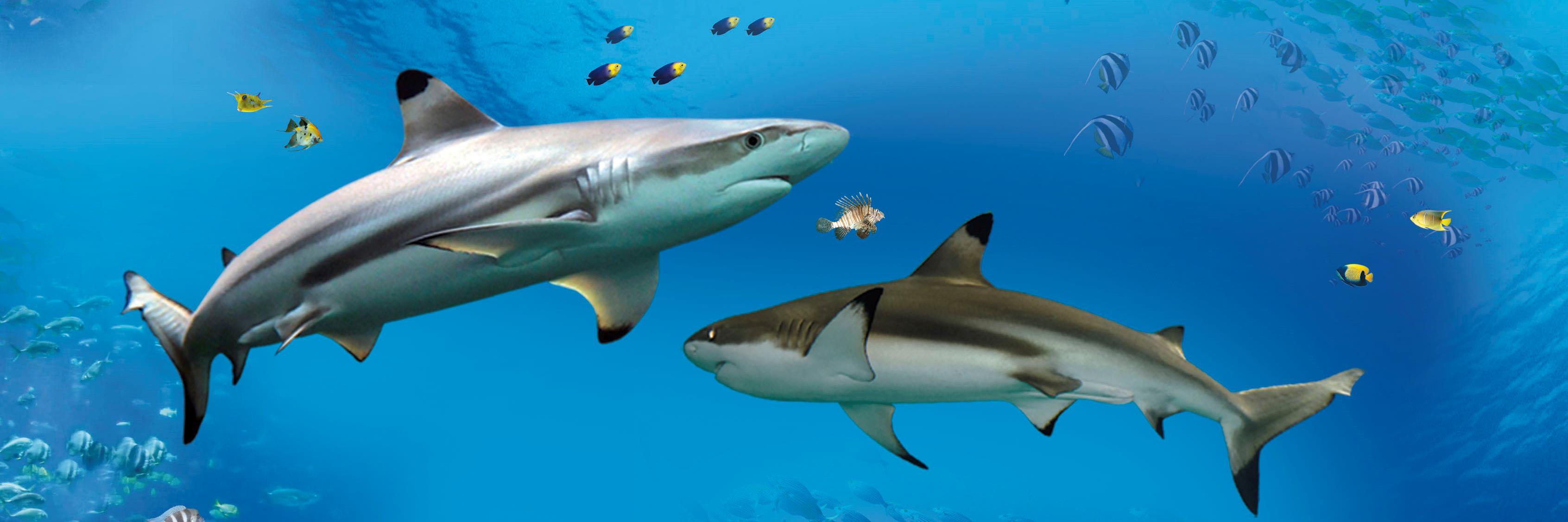 Blue Reef Aquarium banner