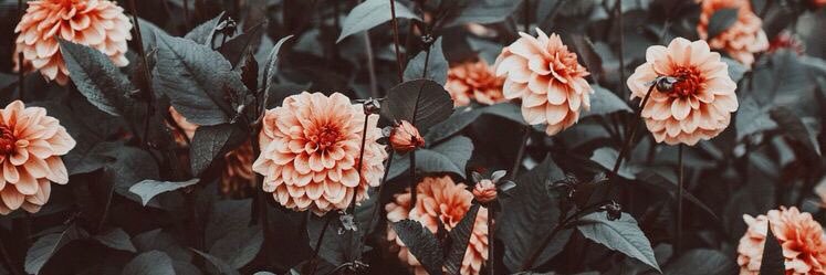 Delia_Jor's profile banner image