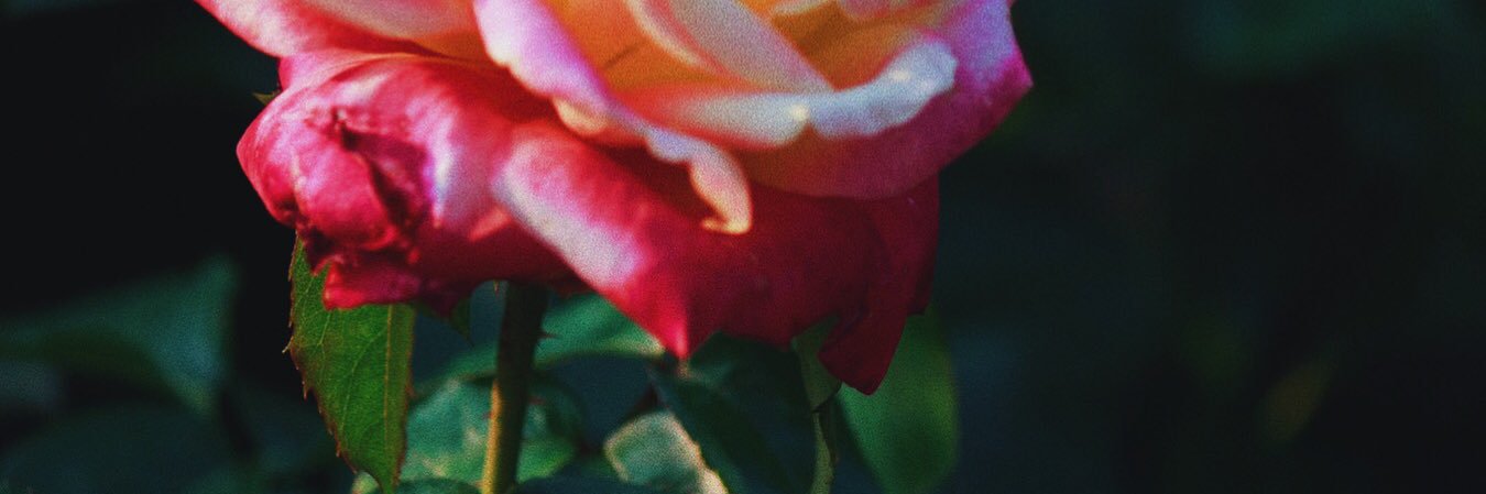 Christina_CS's profile banner image