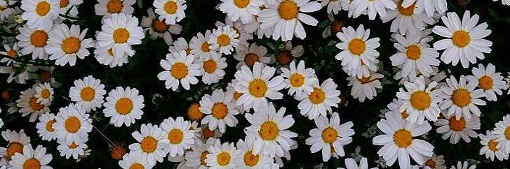 RaquelCeb21's profile banner image