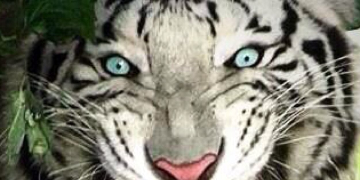 ALPHA banner