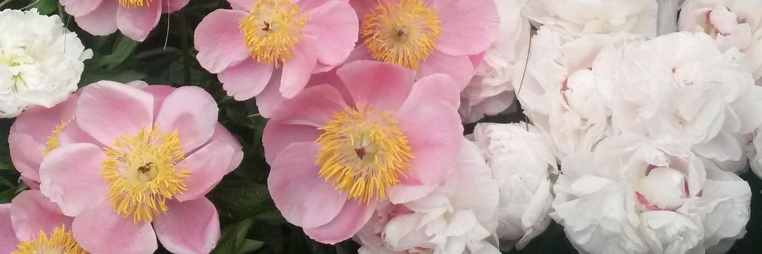 EmmmmilyS's profile banner image