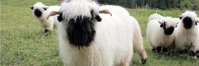 Lytham St Annes banner