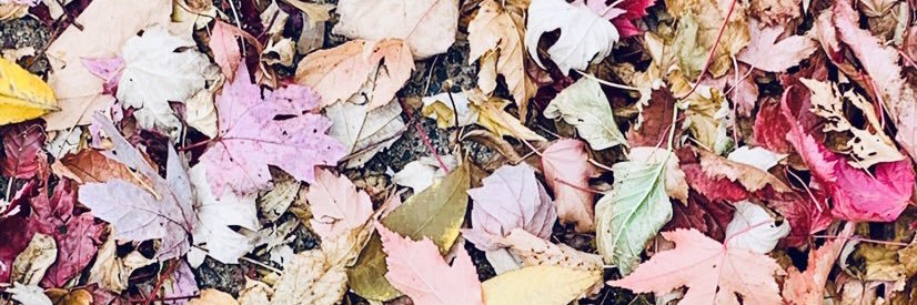 ElizabethCumer's profile banner image