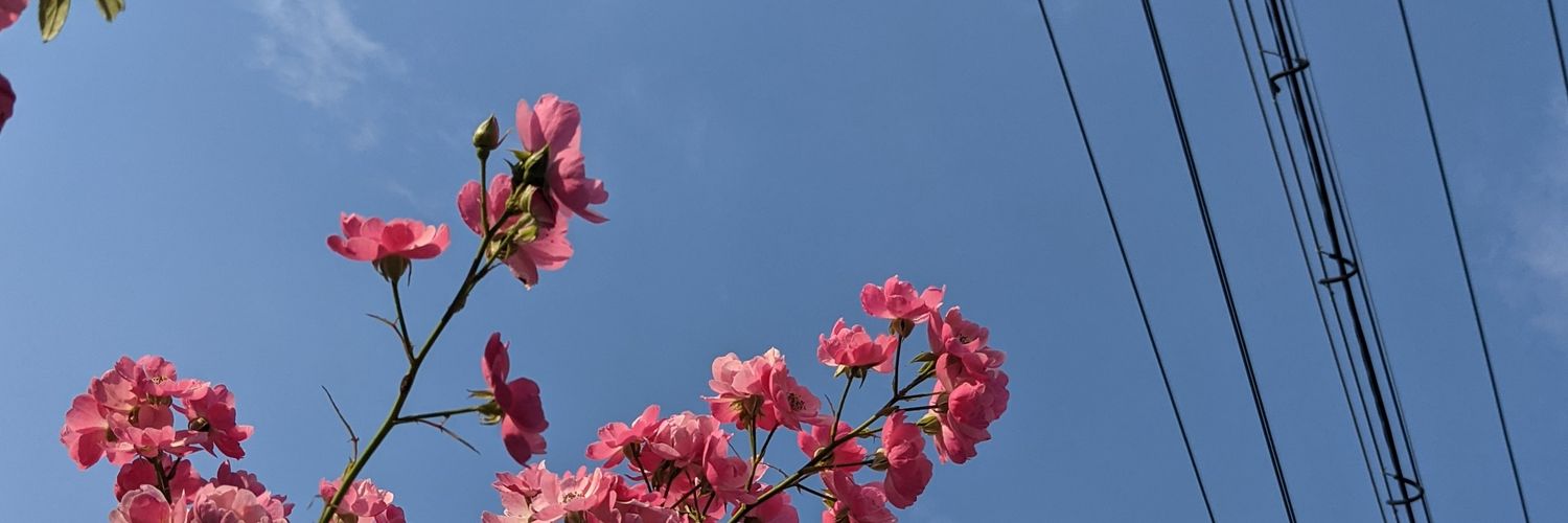 05_meadow's profile banner image