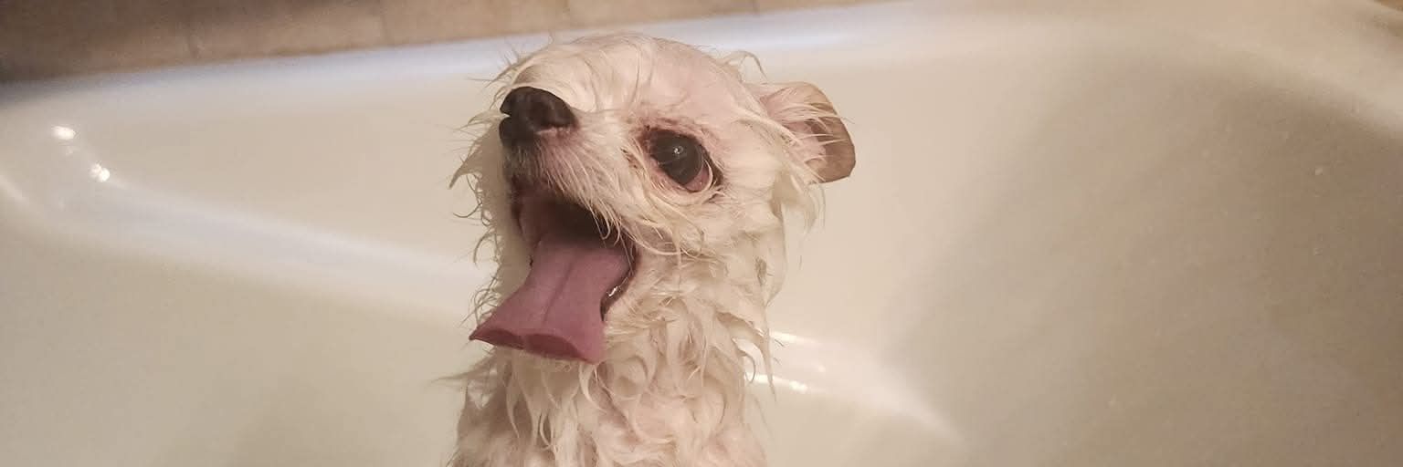 oneshotdog's profile banner image