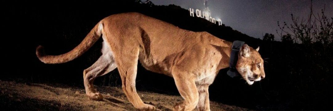 SeeminglyChris's profile banner image