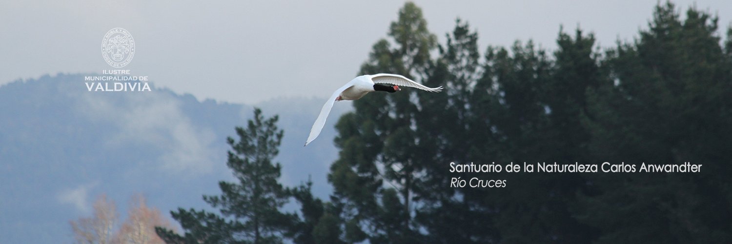 Vive_Valdivia's profile banner image