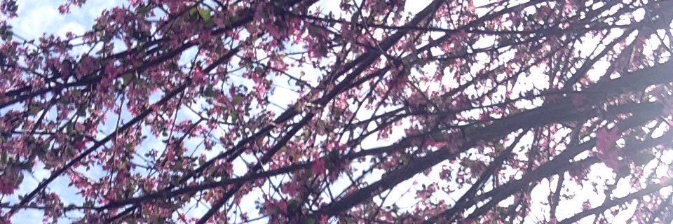 sweetpanqueque's profile banner image