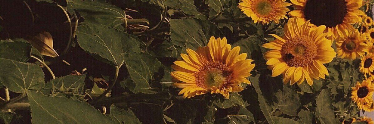 meIIand_'s profile banner image