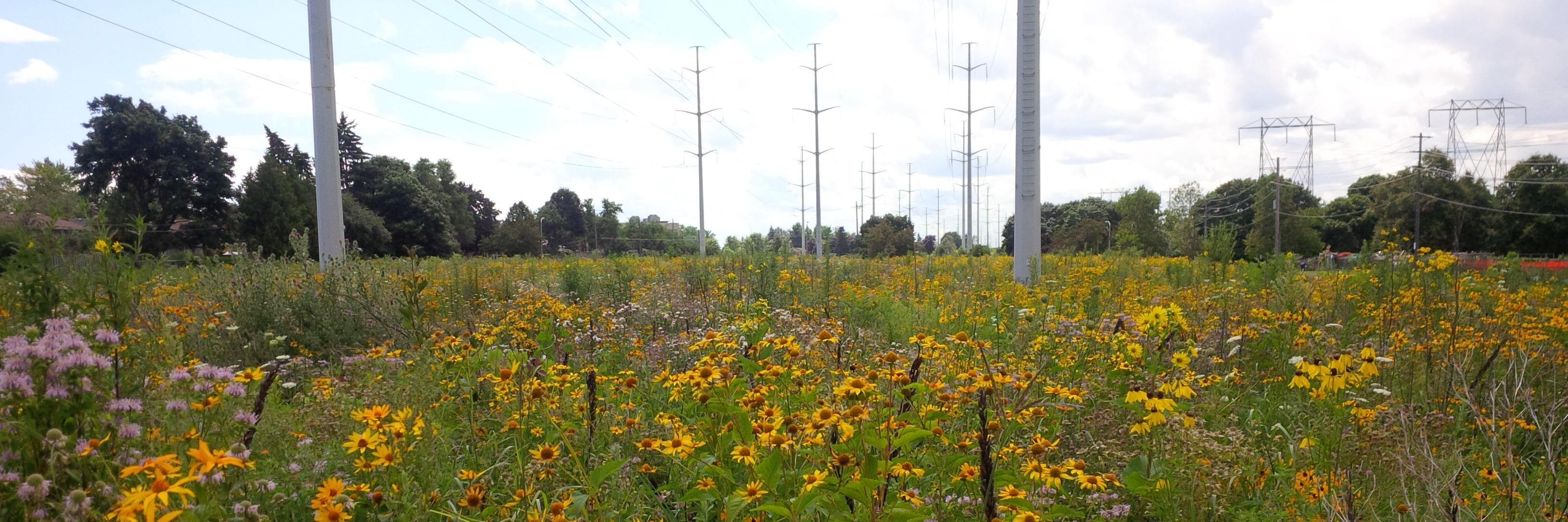 TRCA Restoration banner