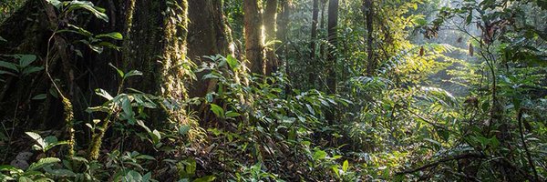 MantisTradingX Profile Banner