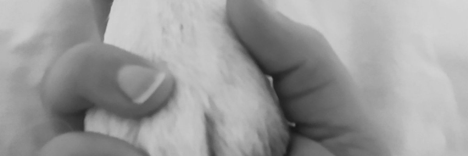 1111Elizabeth's profile banner image