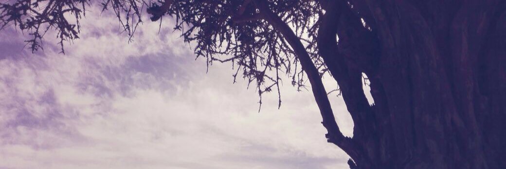 Emiy1212's profile banner image