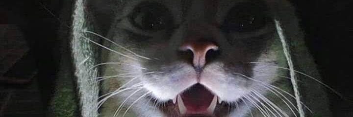 baez_wen's profile banner image