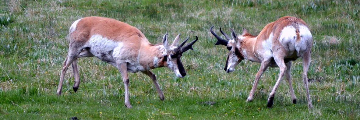 Chris Woolston banner