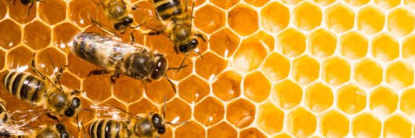 Dr Tina Brock 🌍 🐝 banner