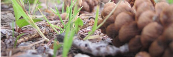 Ms_Schif Profile Banner