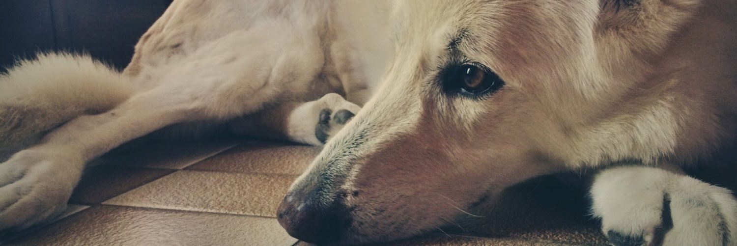 melodyjanepool's profile banner image