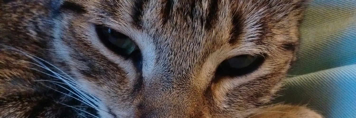 AloGorza's profile banner image