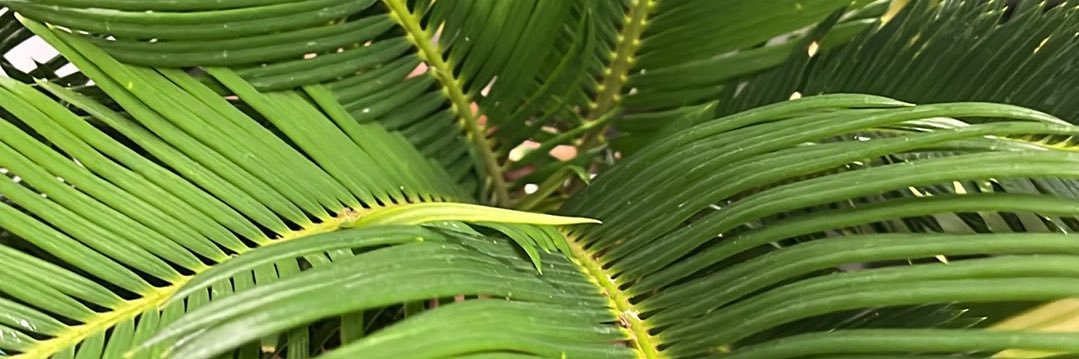 RanaDurham's profile banner image