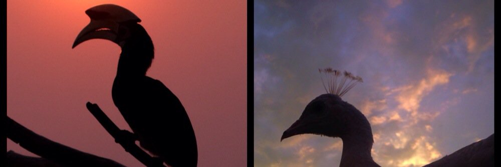 Kings_Birds's profile banner image